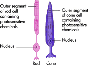 rods-and-cones1
