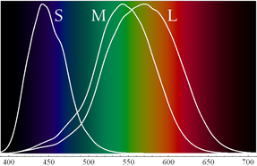 287px-Cone-fundamentals-with-srgb-spectrum